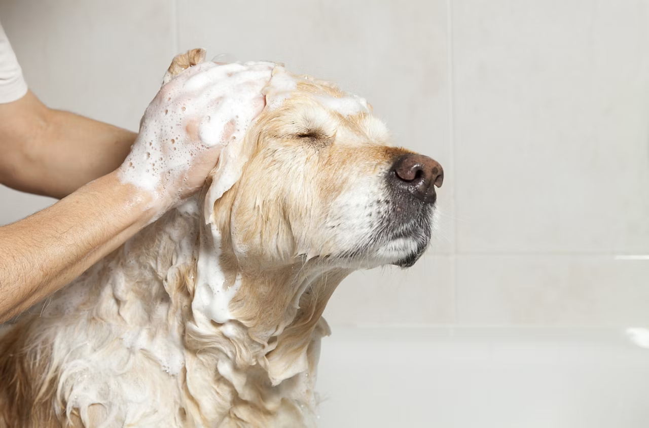 Mastering Pet Care: Essential Tips for Canadian Dog Owners