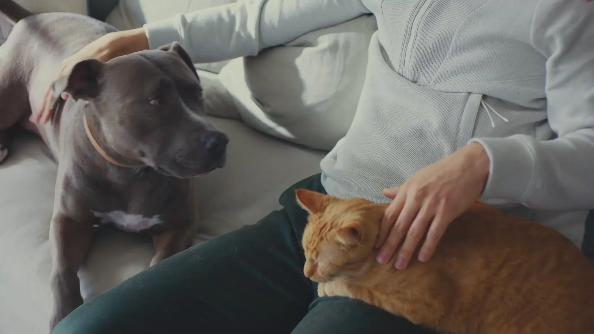 Pet-Friendly Travel in Canada